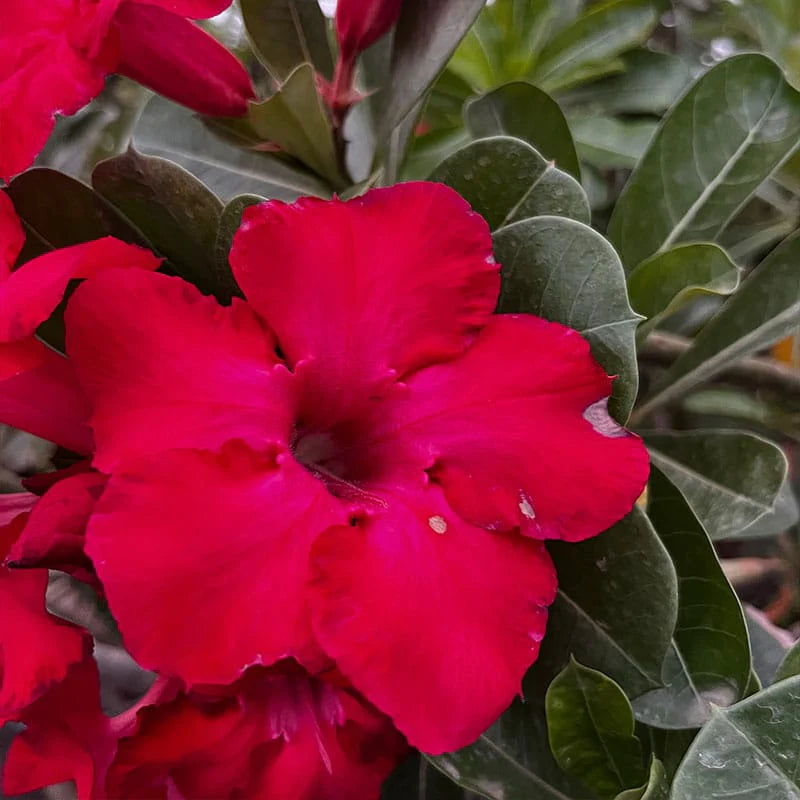 Red Rose Bonsai Flower seeds for Planting - Perfect for Borders, Heirloom & GMO Free Seeds for Home Garden