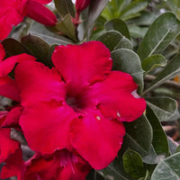 Red Rose Bonsai Flower seeds for Planting - Perfect for Borders, Heirloom & GMO Free Seeds for Home Garden