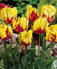 Yellow Red Tulip Flower Seeds for Planting – Heirloom NonGMO Premium Organic Garden Seeds with High Germination
 
 Sale