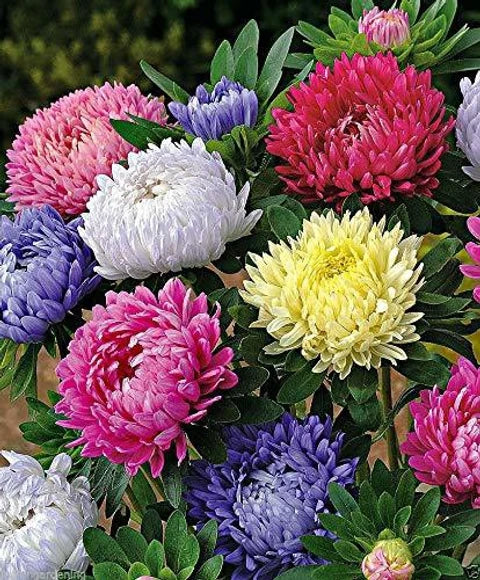 MultiColour Aster Flower Seeds for Planting Seasonal Bloomer Heirloom & GMO Free Seeds for Home Garden
 
 Sale
