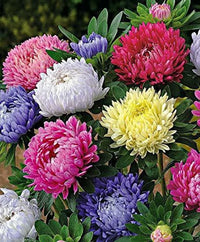 MultiColour Aster Flower Seeds for Planting Seasonal Bloomer Heirloom & GMO Free Seeds for Home Garden
 
 Sale
