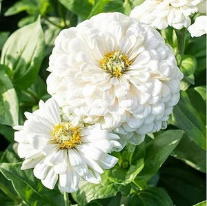 White Yellow Zinnia Flower seeds for Planting Cut Flower Favorite Heirloom & GMO Free Seeds for Home Garden