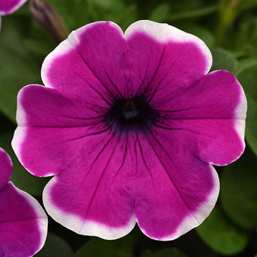 Pink Violet Hanging Petunia Flower Seeds for Planting Heirloom NONGMO Seeds Beautiful Garden Blooms 
 
 Sale