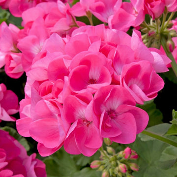 Geranium Pelargonium Flower seeds for Planting Garden Favorite Heirloom & GMO Free Seeds for Home Garden
