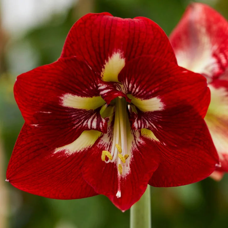 Red White Amaryllis Flower seeds for Planting - Premium Quality, Heirloom & GMO Free Seeds for Home Garden