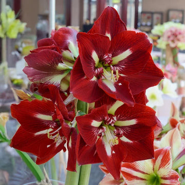 Red White Amaryllis Flower seeds for Planting - Premium Quality, Heirloom & GMO Free Seeds for Home Garden
