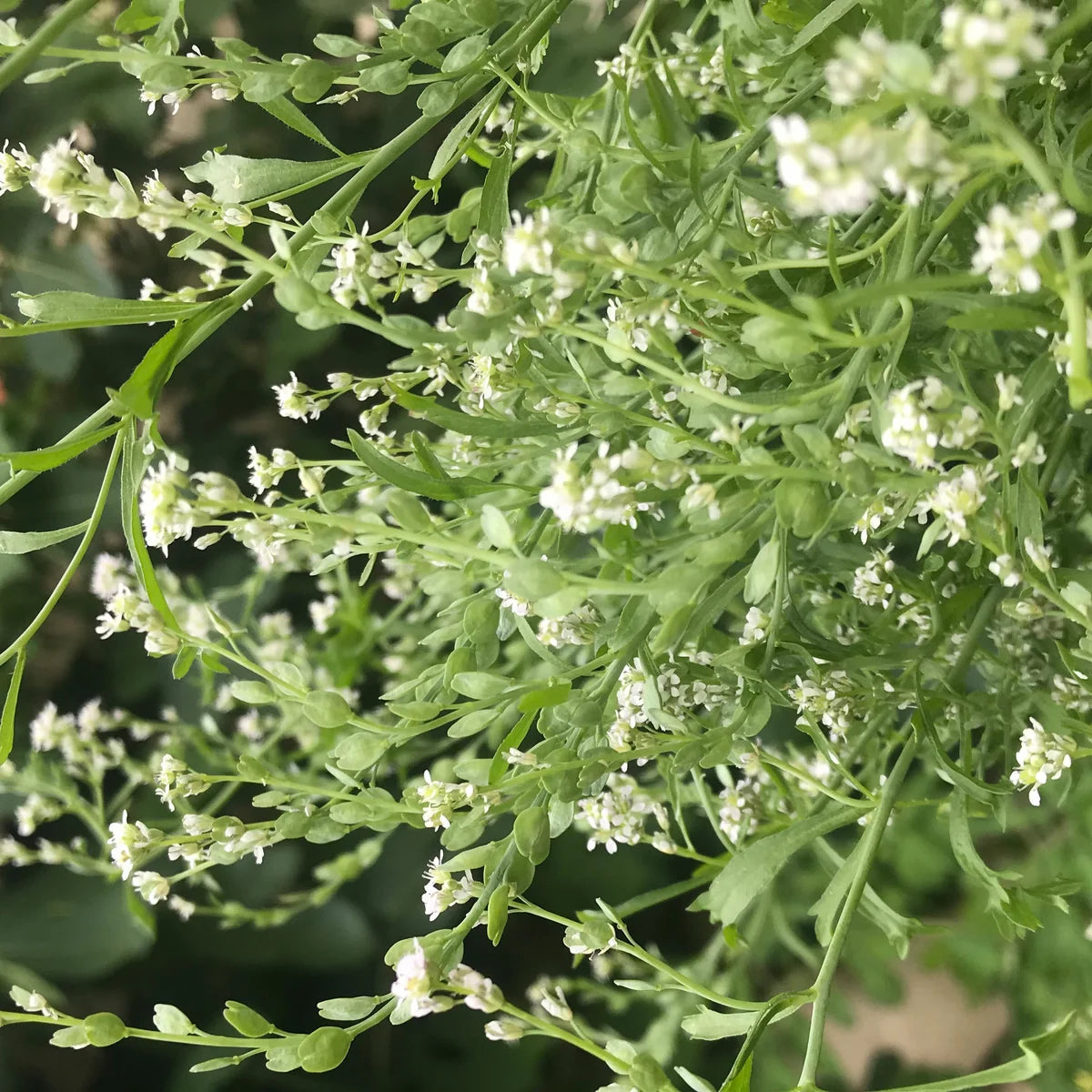 Cress Flower seeds for Planting Compact Growth Heirloom & GMO Free Seeds for Home Garden 
 
 Sale