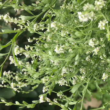 Cress Flower seeds for Planting Compact Growth Heirloom & GMO Free Seeds for Home Garden 
 
 Sale