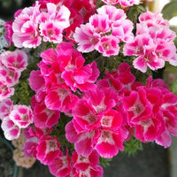 Clarkia Elegans Flower seeds for Planting Pollinator Friendly Heirloom & GMO Free Seeds for Home Garden