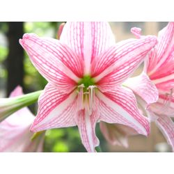 Pink Amaryllis Barbados Flower Seeds for Planting Drought Tolerant Heirloom & GMO Free Seeds for Home Garden
 
 Sale
