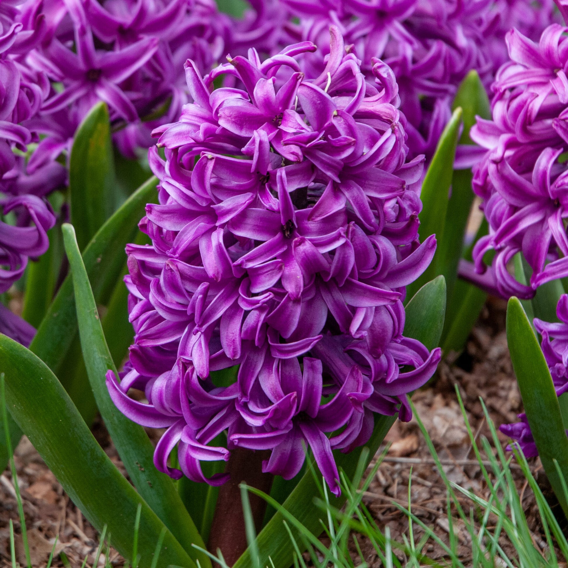 Hyacinth Purple Flower seeds for Planting - Compact Growth, Heirloom & GMO Free Seeds for Home Garden