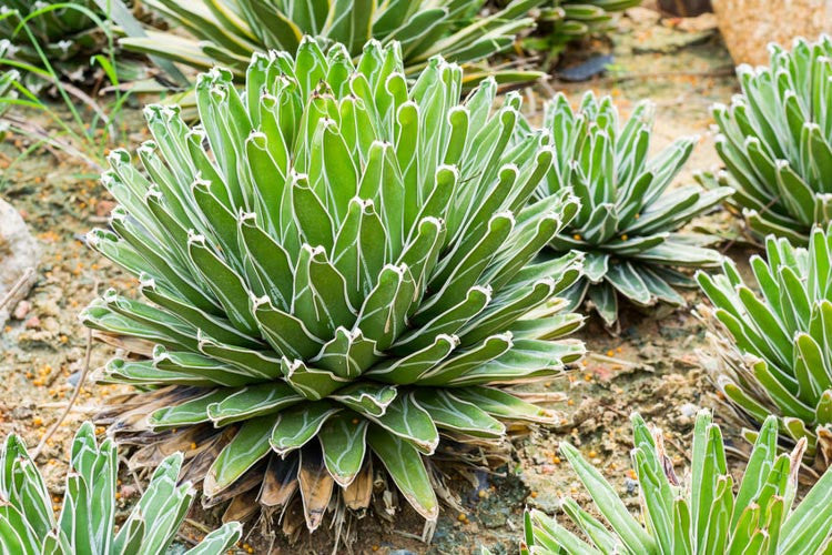 Green Victoria Agave Flower seeds for Planting - Pollinator Friendly, Heirloom & GMO Free Seeds for Home Garden