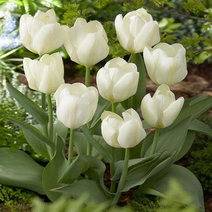 Tulip Flower seeds for Planting - Garden Favorite, Heirloom & GMO Free Seeds for Home Garden