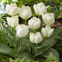 Tulip Flower seeds for Planting - Garden Favorite, Heirloom & GMO Free Seeds for Home Garden
