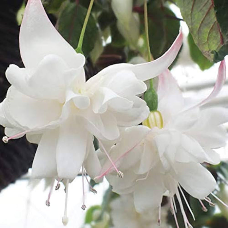 White Double Petals Fuchsia Flower Seeds for Planting Easy to Grow Heirloom & GMO Free Seeds for Home Garden
 
 Sale