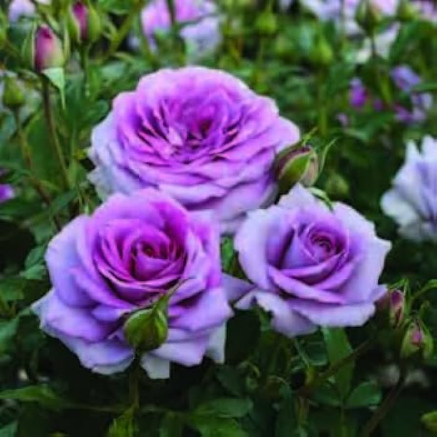 Violet Away Rose Flower Seeds for Planting Drought Tolerant Heirloom & GMO Free Seeds for Home Garden
 
 Sale