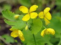 Chelidonium Majus Flower seeds for Planting Fragrant Blossoms Heirloom & GMO Free Seeds for Home Garden