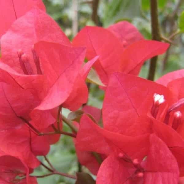 Bougainvillea Flower seeds for Planting - Long Bloom Season, Heirloom & GMO Free Seeds for Home Garden