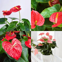 Red Mixed Anthurium Flower Seeds for Planting Pollinator Friendly Heirloom & GMO Free Seeds for Home Garden
 
 Sale