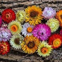 Heirloom StrawFlower seeds for Planting Sun Loving Heirloom & GMO Free Seeds for Home Garden 
 
 Sale for planting in home garden