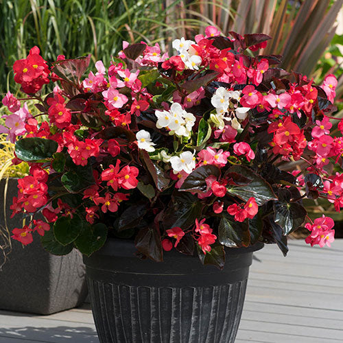 Begonia Flower seeds for Planting - Wildflower Mix, Heirloom & GMO Free Seeds for Home Garden