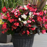 Begonia Flower seeds for Planting - Wildflower Mix, Heirloom & GMO Free Seeds for Home Garden