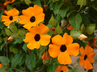 Thunbergia Flower seeds for Planting Drought Tolerant Heirloom & GMO Free Seeds for Home Garden