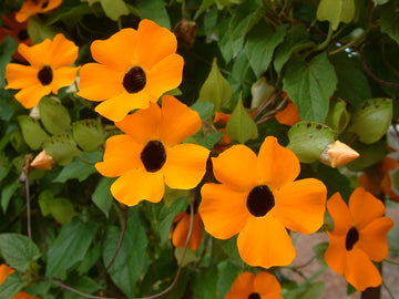 Thunbergia Flower seeds for Planting Drought Tolerant Heirloom & GMO Free Seeds for Home Garden
