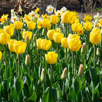 Yellow Tulip Flower seeds for Planting Cottage Garden Essential Heirloom & GMO Free Seeds for Home Garden 
 
 Sale
