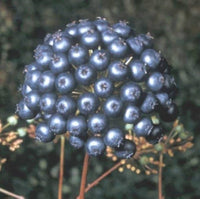 Sarsaparilla Fruit Planting Seeds - Grow Your Own Perennial Climbing Vine
