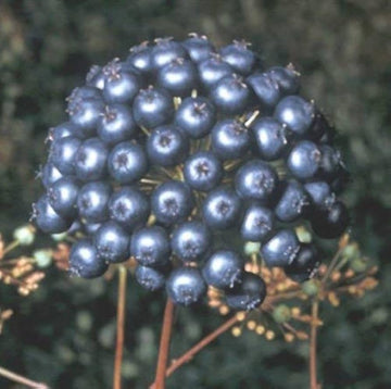 Sarsaparilla Fruit Planting Seeds - Grow Your Own Perennial Climbing Vine