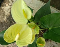 Yellow Anthurium Andraeanu Flower seeds for Planting - Vibrant Colors, Heirloom & GMO Free Seeds for Home Garden