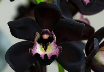 Black Phalaenopsis Orchid Seeds Perfect for Borders Heirloom & GMO Free Seeds for Home Garden
 
 Sale