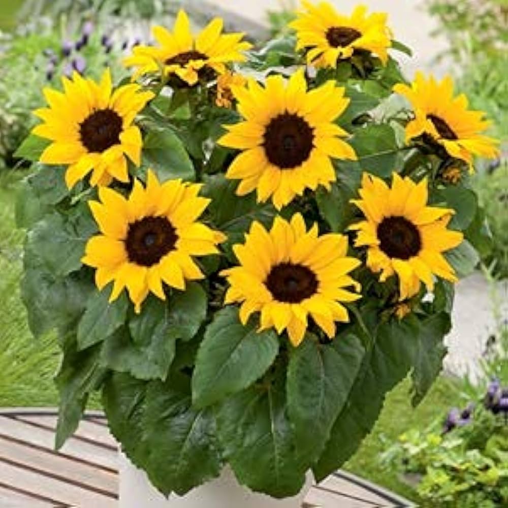 Mini SunFlower seeds for Planting Long Bloom Season Heirloom & GMO Free Seeds for Home Garden