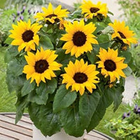 Mini SunFlower seeds for Planting Long Bloom Season Heirloom & GMO Free Seeds for Home Garden
