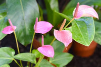 Soft Pink Anthurium Flower Seeds for Planting Wildflower Mix Heirloom & GMO Free Seeds for Home Garden
 
 Sale