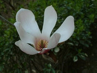 Magnolia Delavayi Chinese Evergreen Magnolia - Fragrant Flowers Seeds