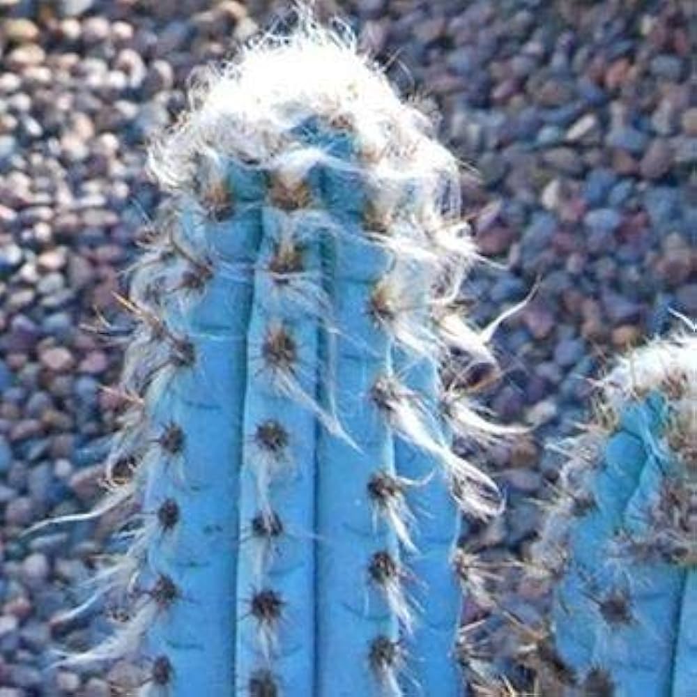 Blue Pilosocereus Flower seeds for Planting - Garden Favorite, Heirloom & GMO Free Seeds for Home Garden