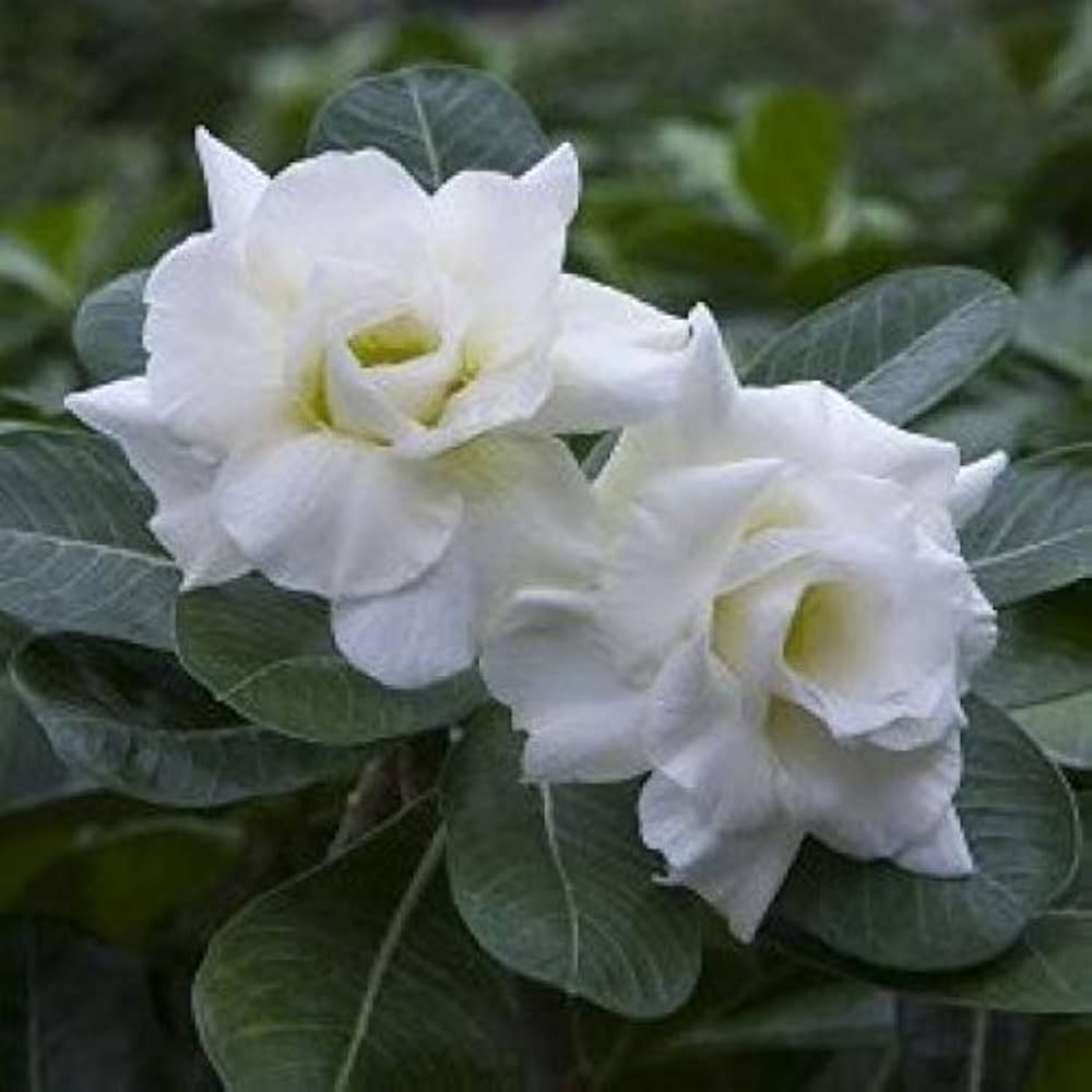 White Adenium Flower seeds for Planting - Colorful Display, Heirloom & GMO Free Seeds for Home Garden