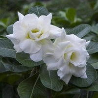 White Adenium Flower seeds for Planting - Colorful Display, Heirloom & GMO Free Seeds for Home Garden