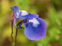 Blue Bladderwort Flower seeds for Planting - Low Maintenance, Heirloom & GMO Free Seeds for Home Garden