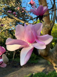 Magnolia campbellii Stunning Pink Flower Tree Seeds (Zone 7+)