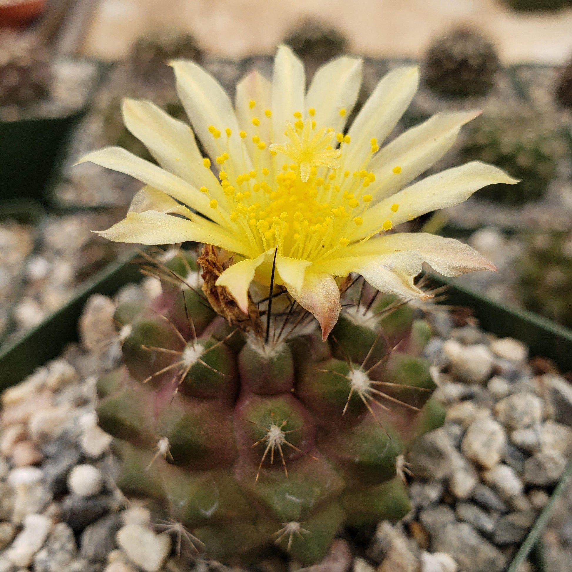 Copiapoa Flower seeds for Planting Wildflower Mix Heirloom & GMO Free Seeds for Home Garden