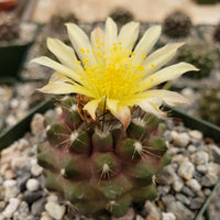 Copiapoa Flower seeds for Planting Wildflower Mix Heirloom & GMO Free Seeds for Home Garden