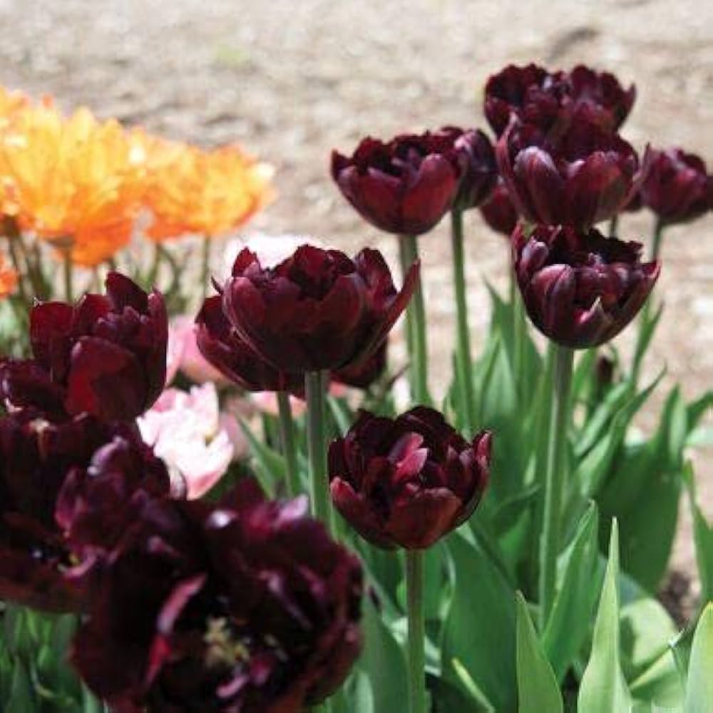 Marron Tulip Flower seeds for Planting Shade Tolerant Heirloom & GMO Free Seeds for Home Garden