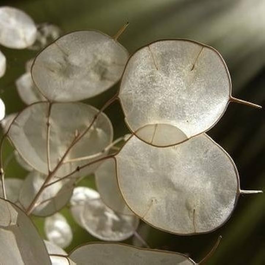 White Lunaria Biennis Flower seeds for Planting - Pollinator Friendly, Heirloom & GMO Free Seeds for Home Garden