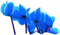 Blue Cyclamen Flower seeds for Planting Compact Growth Heirloom & GMO Free Seeds for Home Garden 
 
 Sale