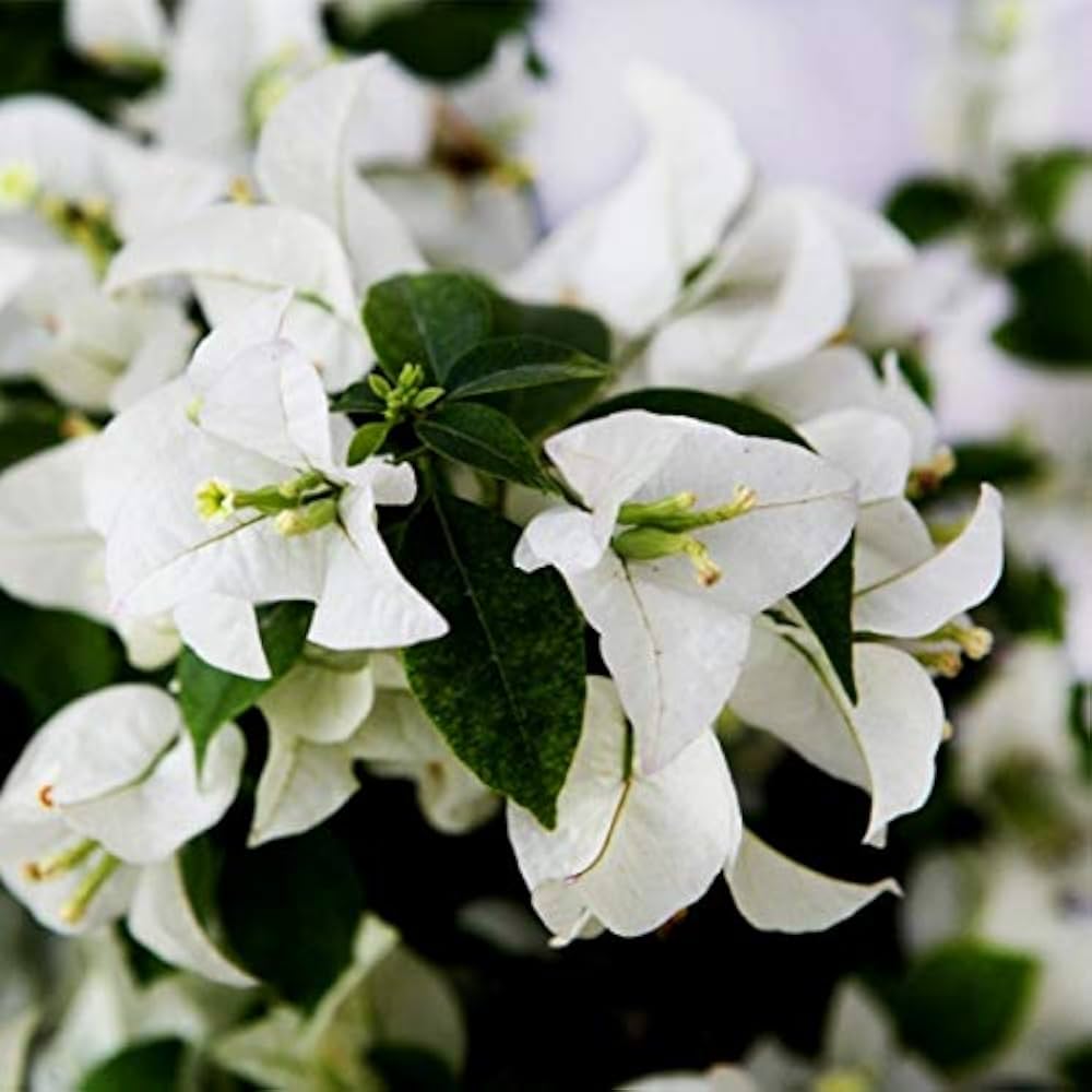 White Bougainvillea Kousa Flower Seeds for Planting | Elegant Flowering Seeds for Beautiful Gardens