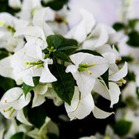White Bougainvillea Kousa Flower Seeds for Planting | Elegant Flowering Seeds for Beautiful Gardens