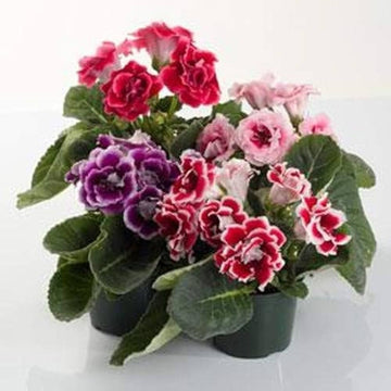 Burgundy Gloxinia Flower Seeds for Planting Compact Growth Heirloom & GMO Free Seeds for Home Garden  Sale